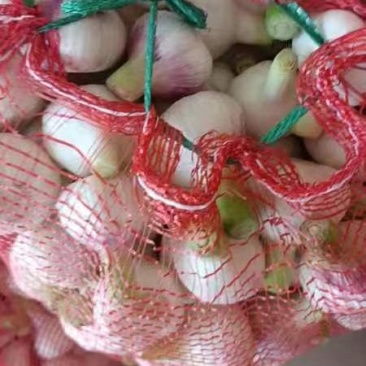 大蒜