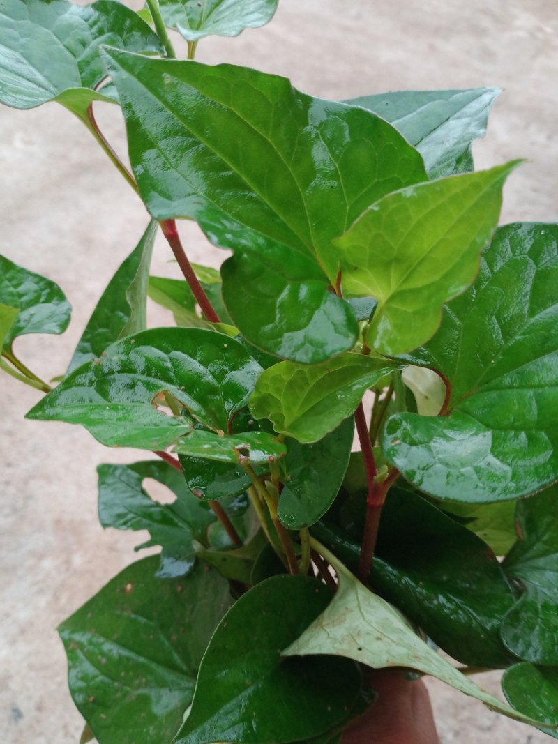 鱼腥草苗