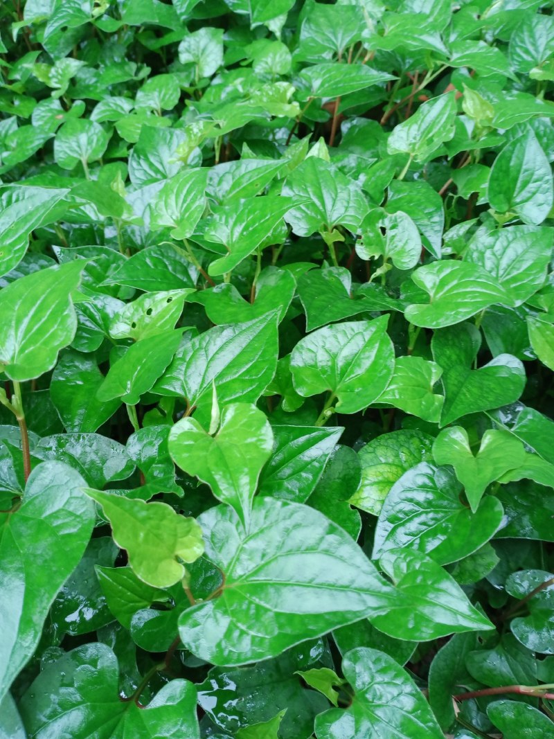 鱼腥草苗