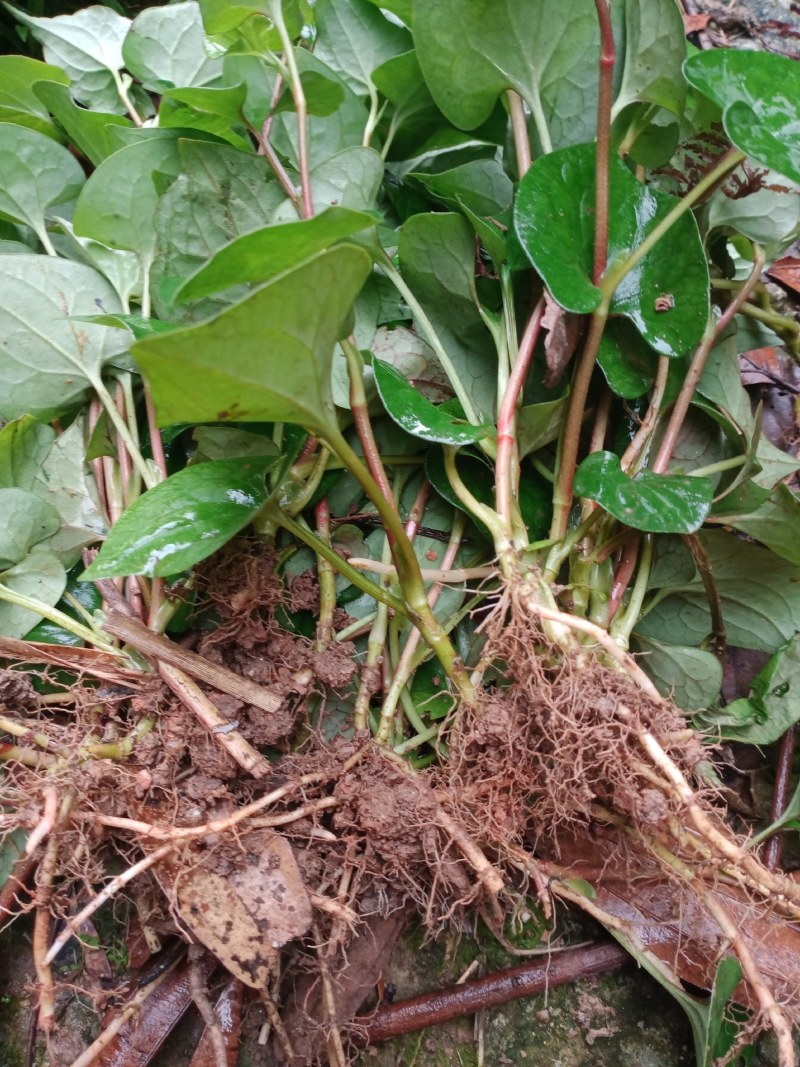 鱼腥草苗