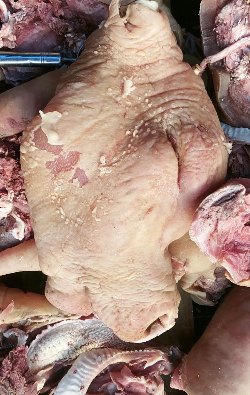 [精品]牛头肉河南焦作牛头货源充足质量保证