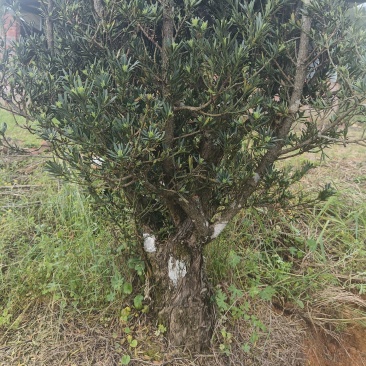 小叶罗汉松桩头