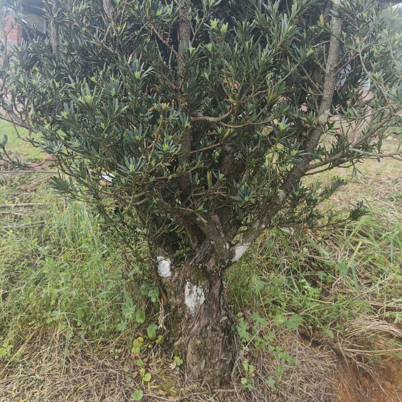 小叶罗汉松桩头