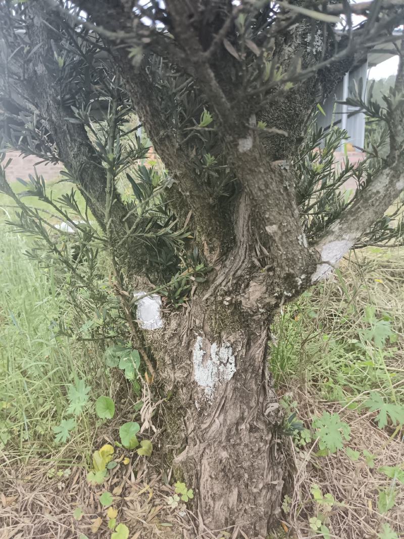 小叶罗汉松桩头
