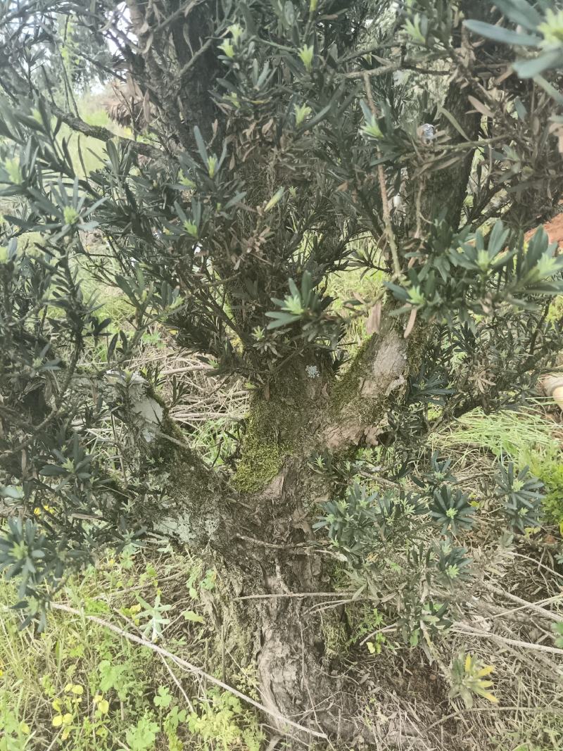 小叶罗汉松桩头