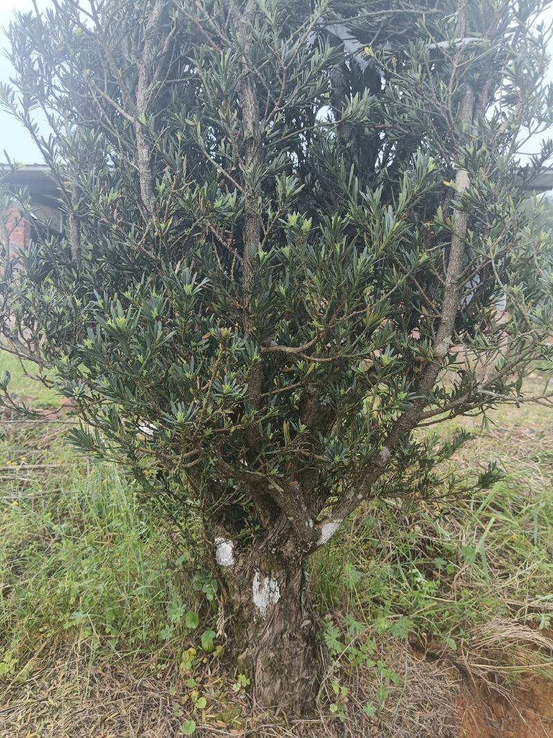 小叶罗汉松桩头