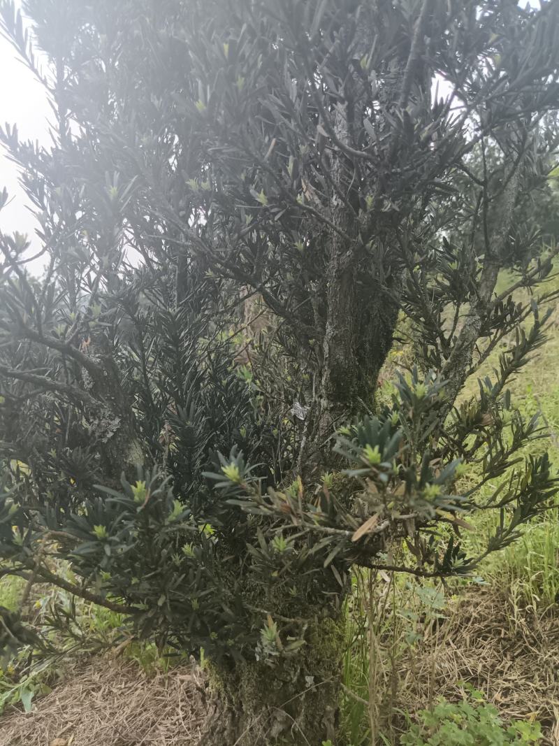 小叶罗汉松桩头