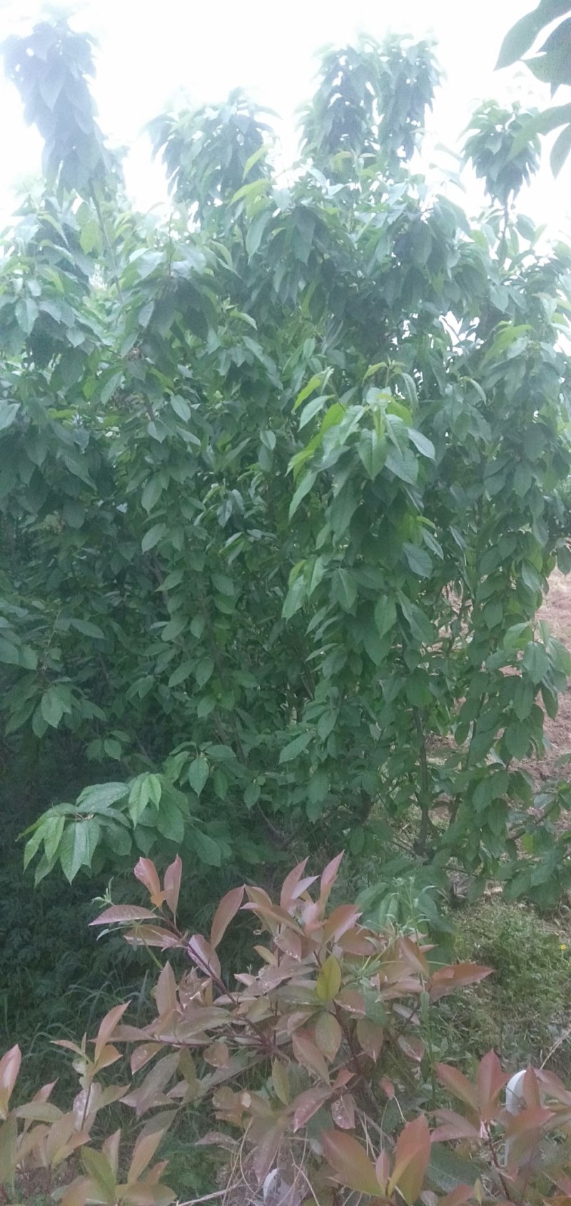我有三年生大樱桃树苗