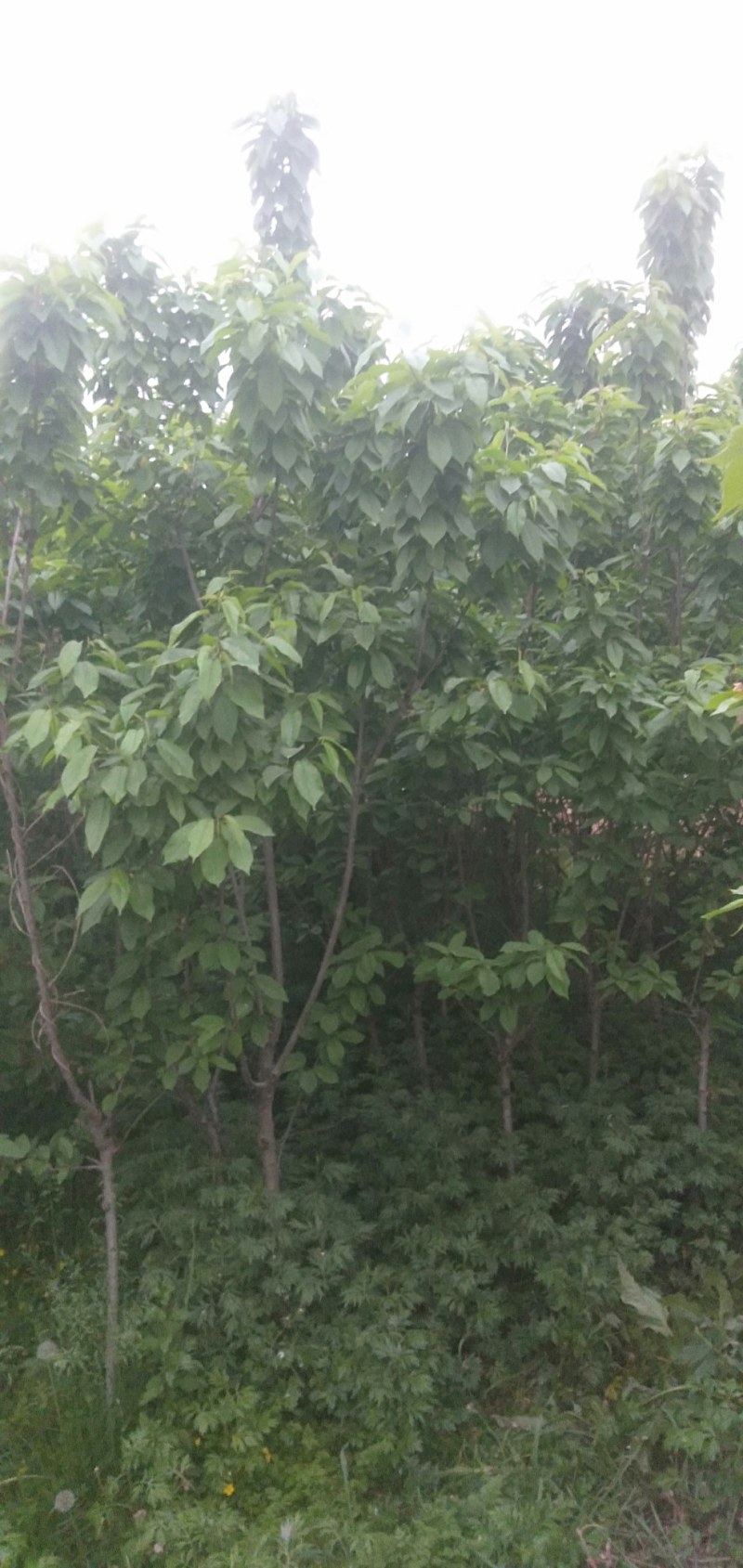 我有三年生大樱桃树苗