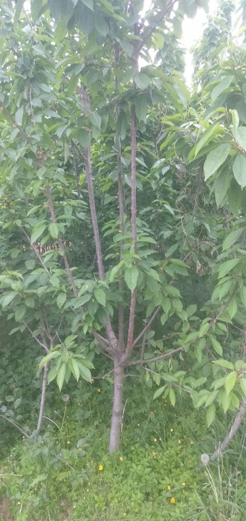 我有三年生大樱桃树苗
