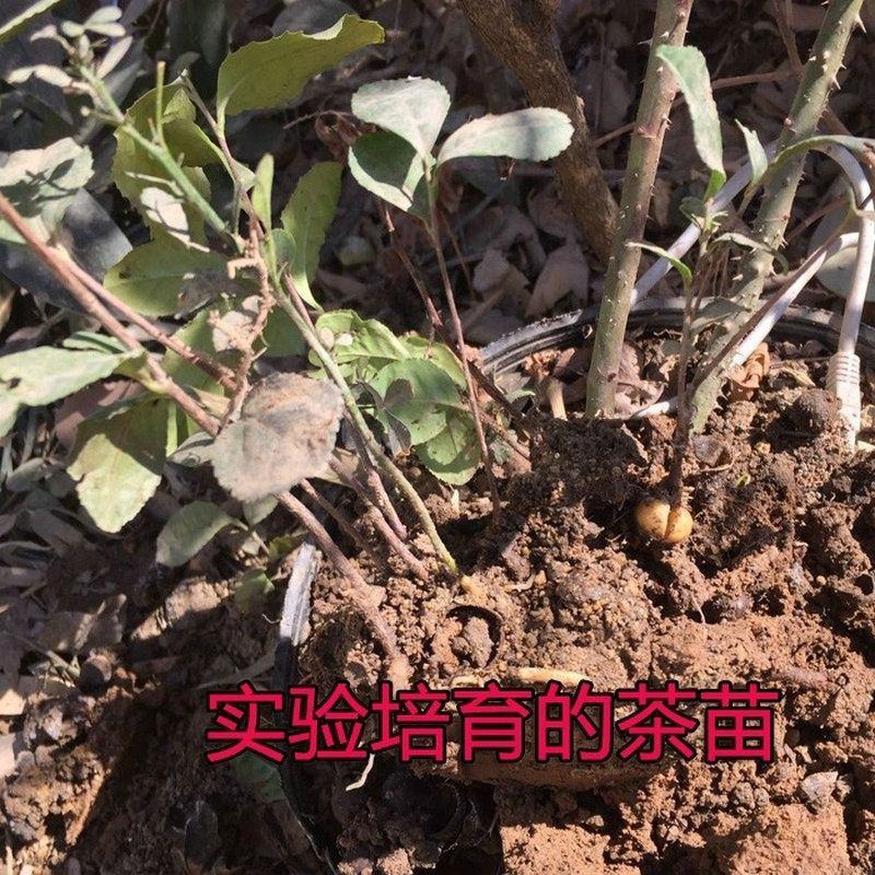 绿茶种子特早茶种子耐寒茶叶种子茶树籽