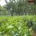 绿茶种子特早茶种子耐寒茶叶种子茶树籽