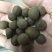 绿茶种子特早茶种子耐寒茶叶种子茶树籽