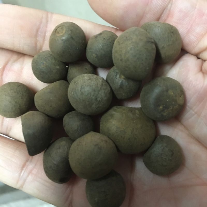 绿茶种子特早茶种子耐寒茶叶种子茶树籽