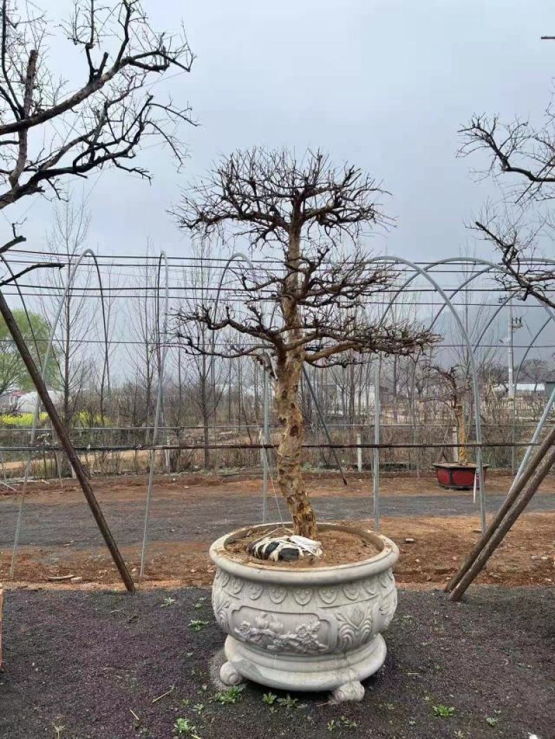 丛生石榴树苗木基地直发一手货源，价格优惠支持视频看货