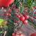 寿光大棚育苗草莓，硬粉西红柿苗品类齐全质量优先