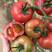 寿光大棚育苗草莓，硬粉西红柿苗品类齐全质量优先