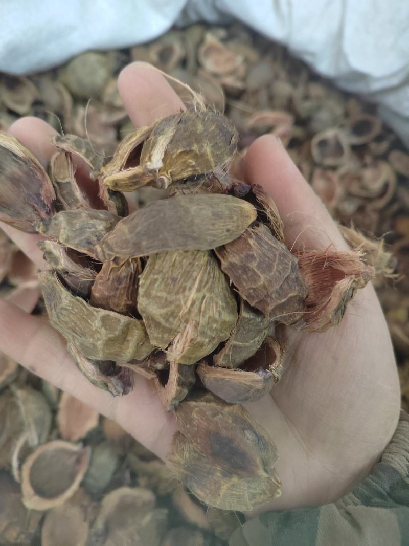 大腹皮，大腹皮硬壳，大腹皮软壳丹丹中药材