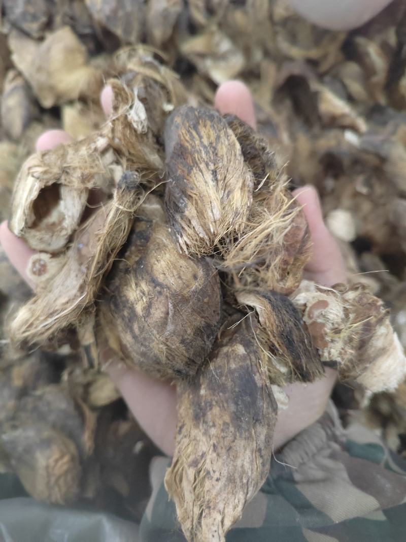 大腹皮，大腹皮硬壳，大腹皮软壳丹丹中药材