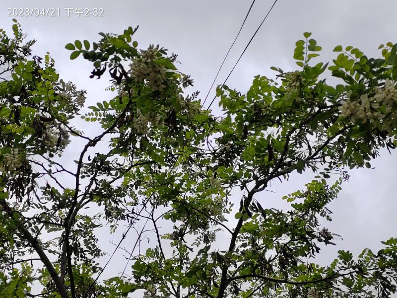 2025年洋槐花大量上市，产地农户一手货源，物美价廉。