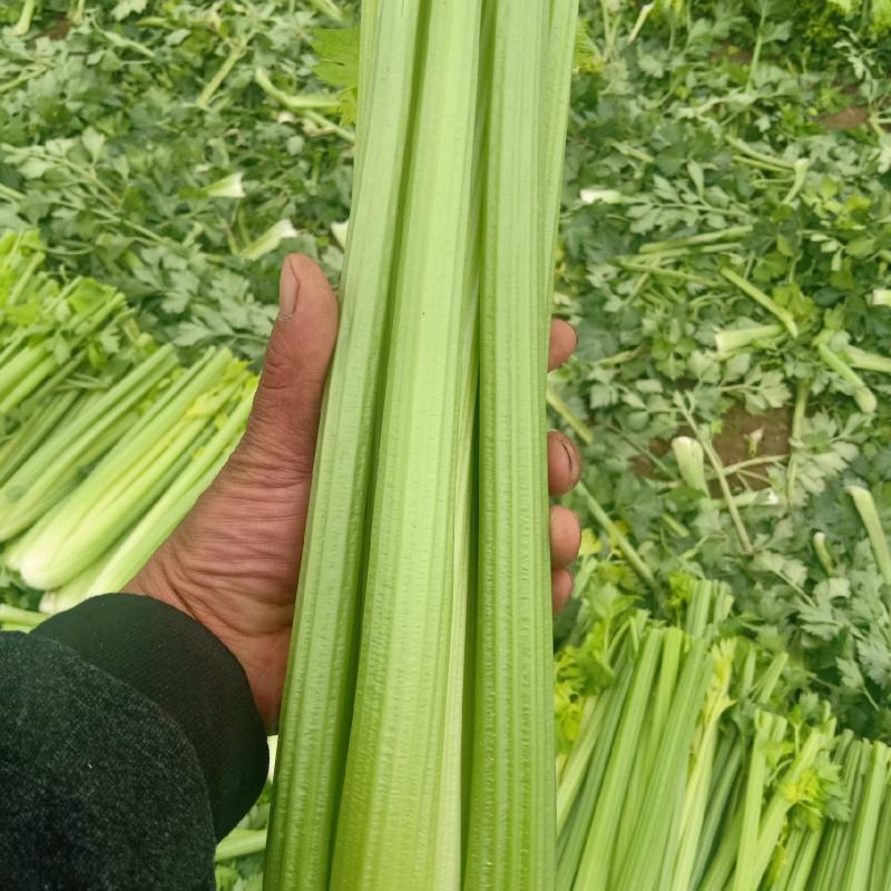 河南鹿邑精品西芹，产地直供，货源冲足，可提供各种包装