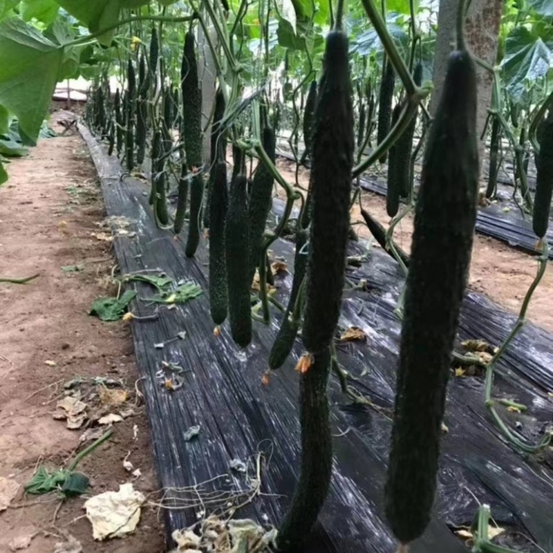 黄瓜苗嫁接黄瓜苗强雌油亮瓜条顺直短把密刺耐高温