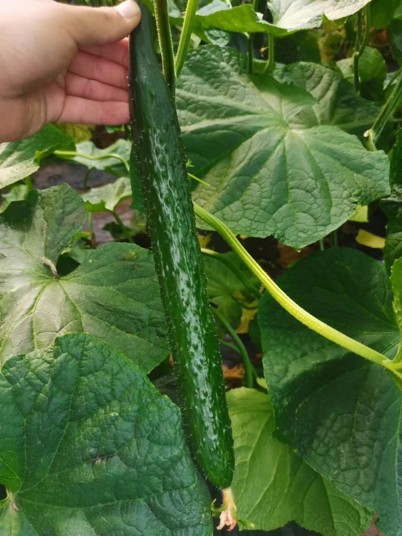 黄瓜苗嫁接黄瓜苗强雌油亮瓜条顺直短把密刺耐高温
