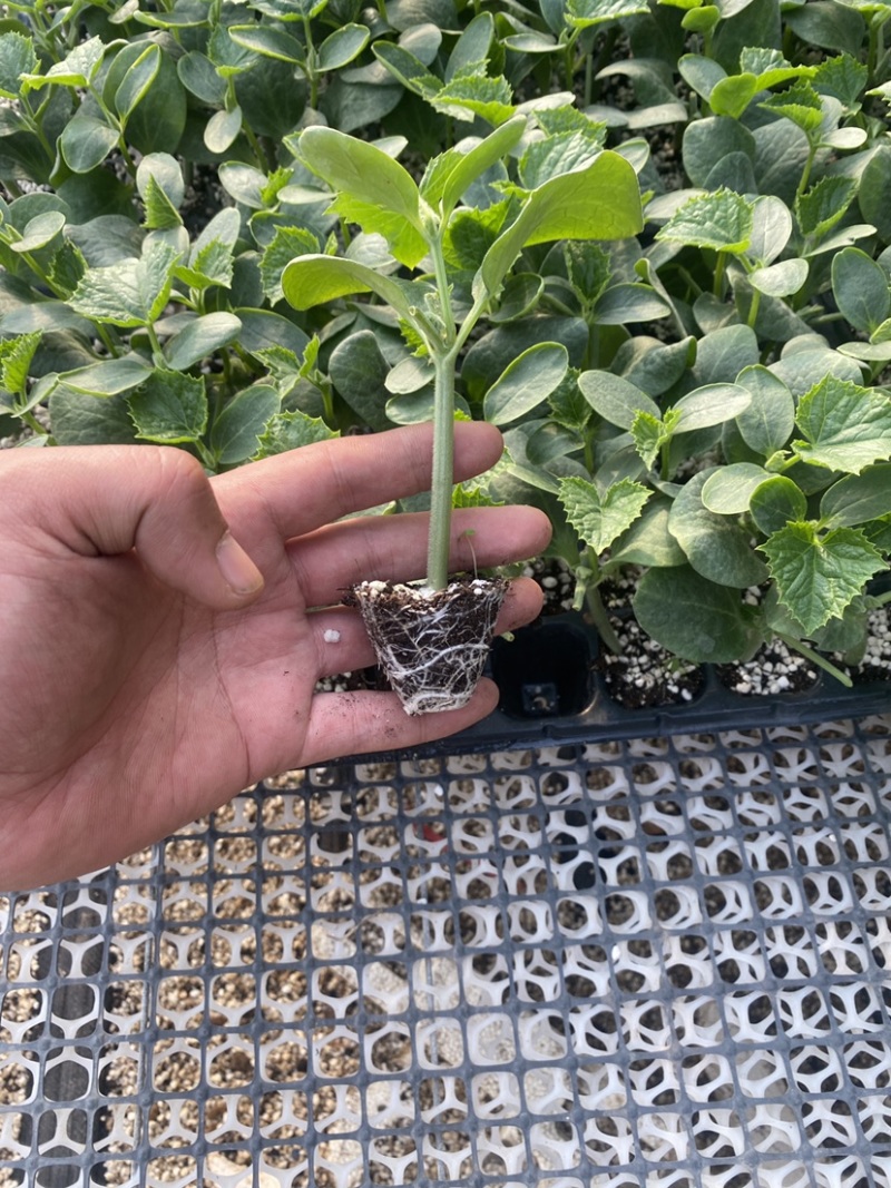 黄瓜苗嫁接黄瓜苗强雌油亮瓜条顺直短把密刺耐高温