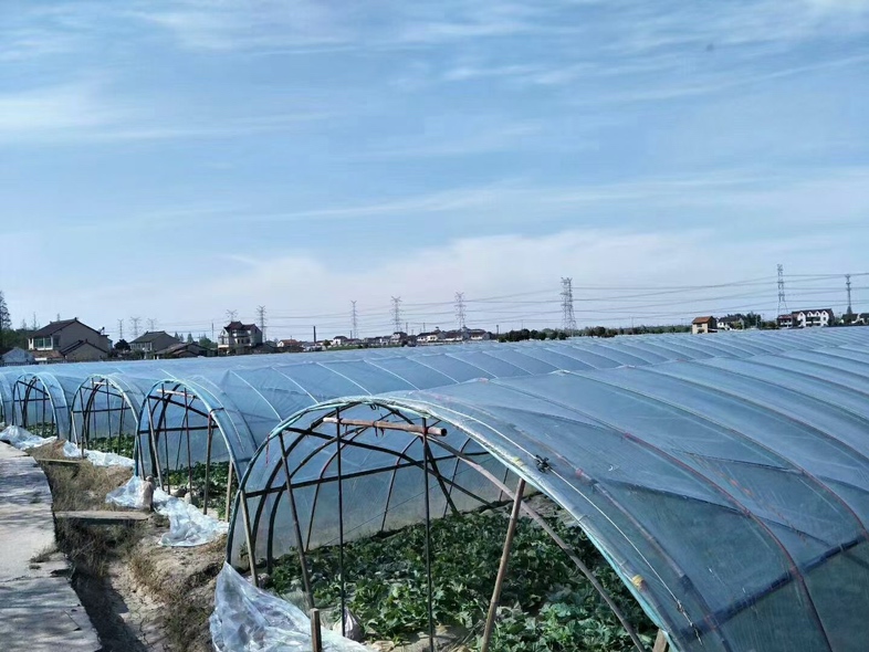 市场上的玉菇甜瓜摊位