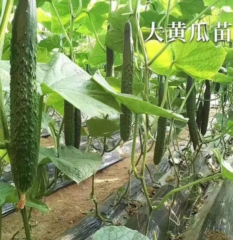 黄瓜苗嫁接黄瓜苗强雌油亮瓜条顺直短把密刺耐高温