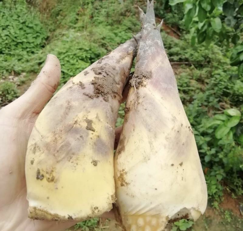 福建漳州马蹄笋大量上市现挖现发基地直发保质保量