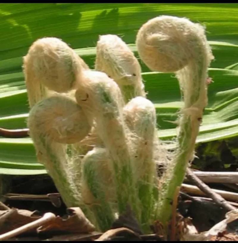 东北牛毛广也被称之为微菜