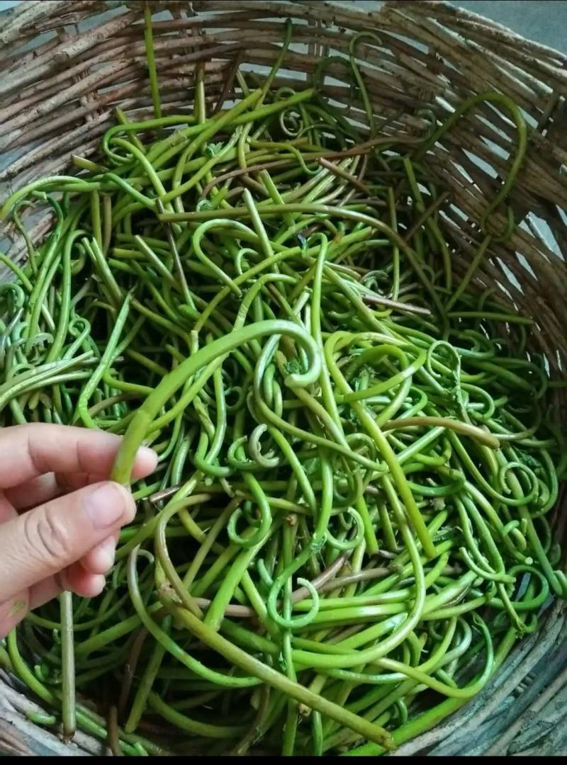 东北牛毛广也被称之为微菜