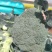 江苏精品西蓝花西兰花产地供应全国发货