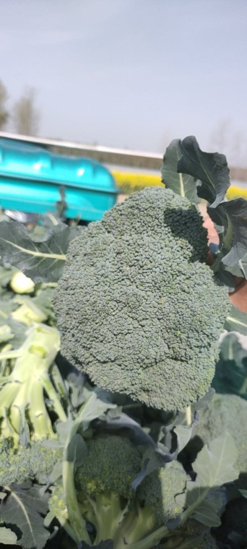 江苏精品西蓝花西兰花产地供应全国发货