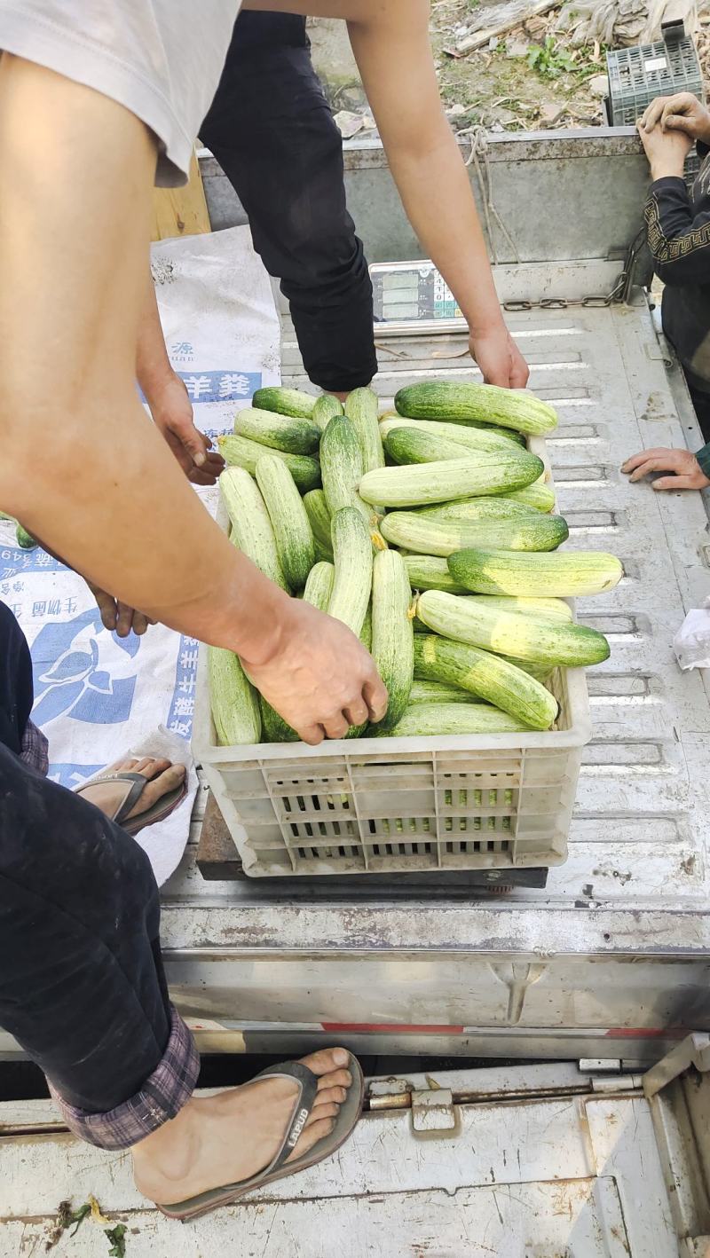 燕白黄瓜成都黄瓜彭州黄瓜自产自销无苦味