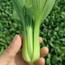精品上海青，规格齐全