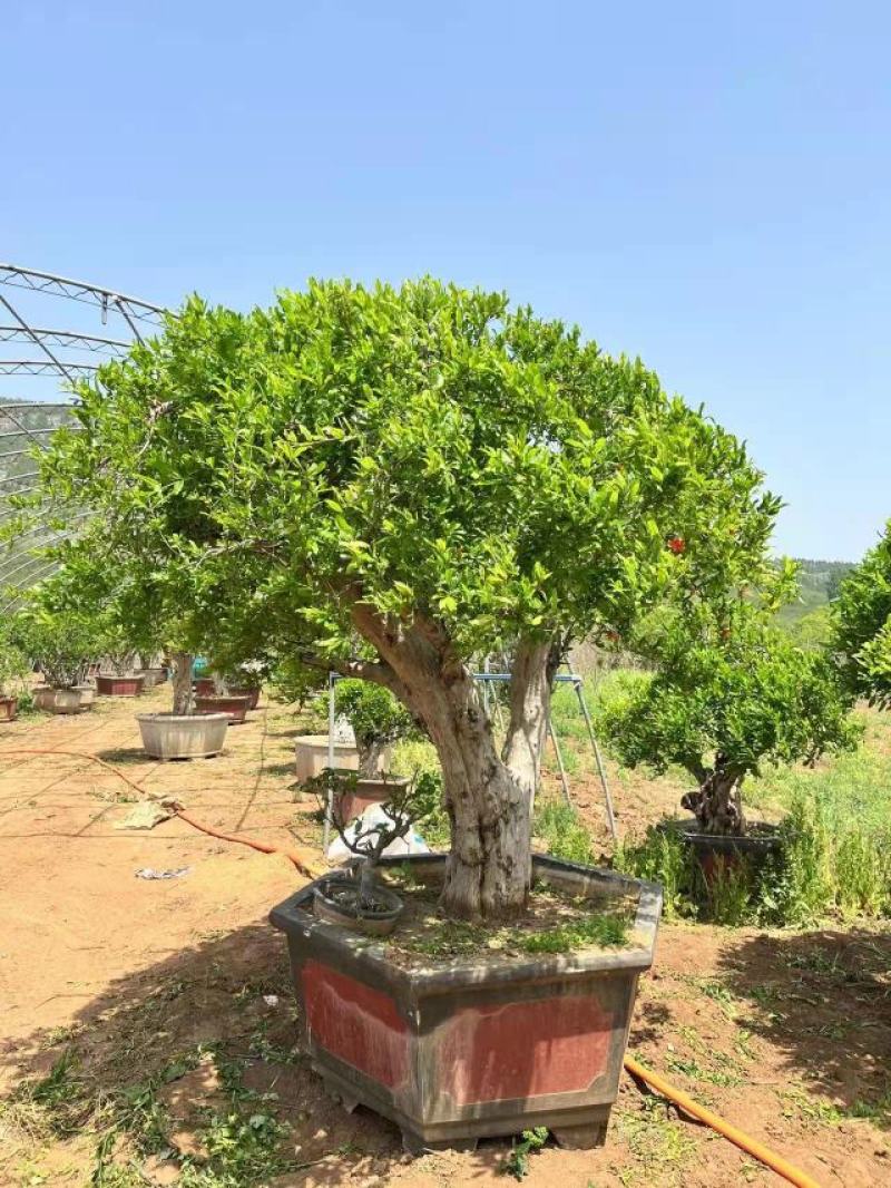 【热卖】山东枣庄石榴树盆栽，石榴树园林景观造型苗圃直发