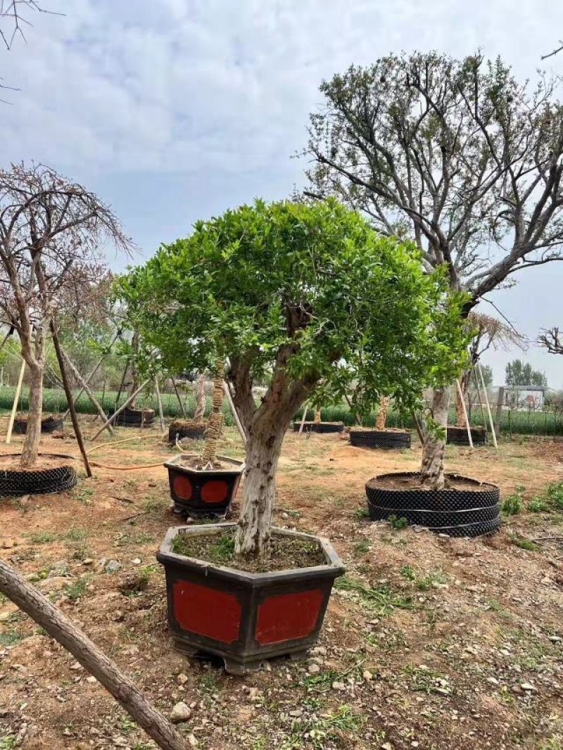 【热卖】山东枣庄石榴树盆栽，石榴树园林景观造型苗圃直发