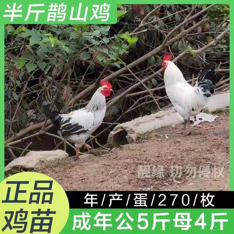 【安徽】鹊山鸡苗包防疫包成活率货到满意付款诚信至上孵化场