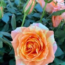 玫瑰花苗月季花苗四季开花蔷薇浓香型大花朵庭院室内外