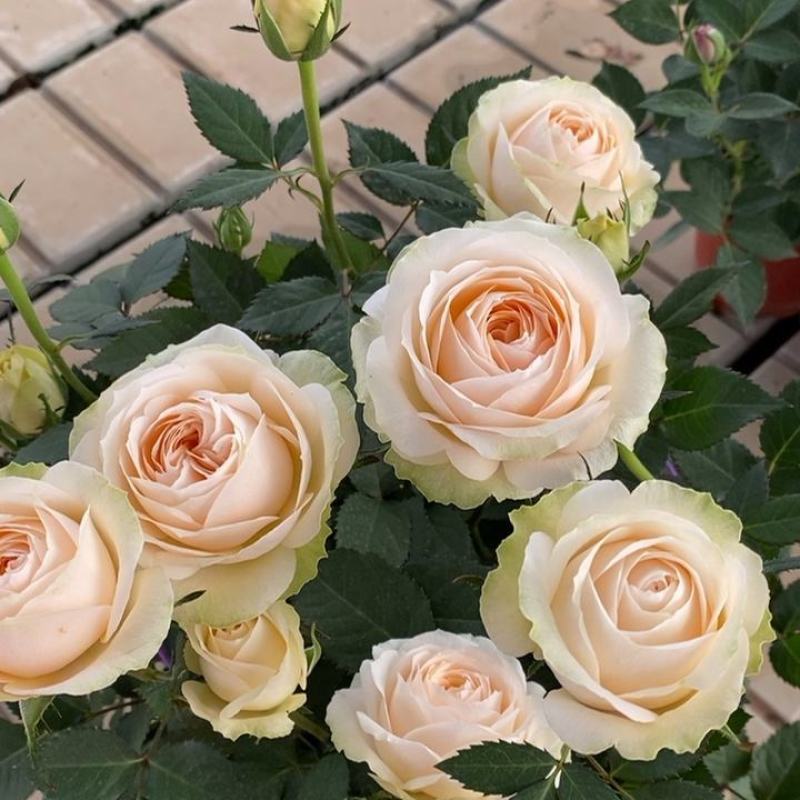 玫瑰花苗月季花苗四季开花蔷薇浓香型大花朵庭院室内外