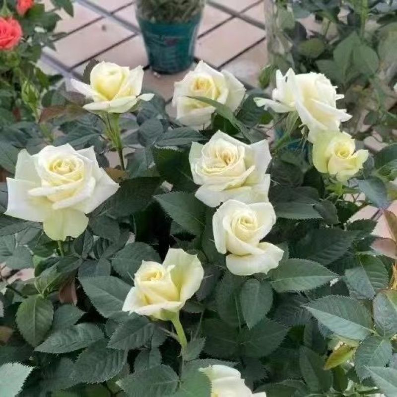 玫瑰花苗月季花苗四季开花蔷薇浓香型大花朵庭院室内外