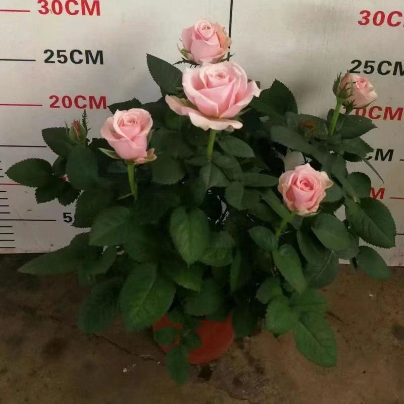 玫瑰花苗月季花苗四季开花蔷薇浓香型大花朵庭院室内外