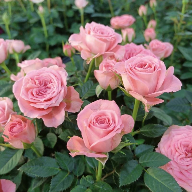 玫瑰花苗月季花苗四季开花蔷薇浓香型大花朵庭院室内外