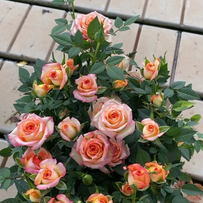 玫瑰花苗月季花苗四季开花蔷薇浓香型大花朵庭院室内外
