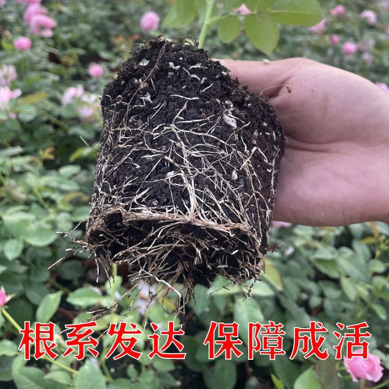 玫瑰花苗月季花苗四季开花蔷薇浓香型大花朵庭院室内外