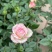 玫瑰花苗月季花苗四季开花蔷薇浓香型大花朵庭院室内外