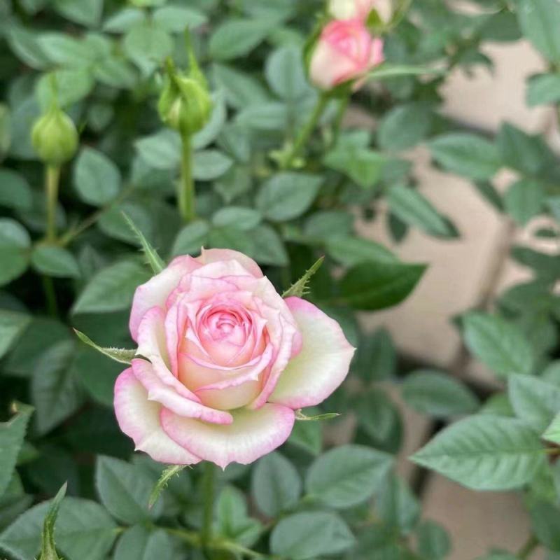 玫瑰花苗月季花苗四季开花蔷薇浓香型大花朵庭院室内外