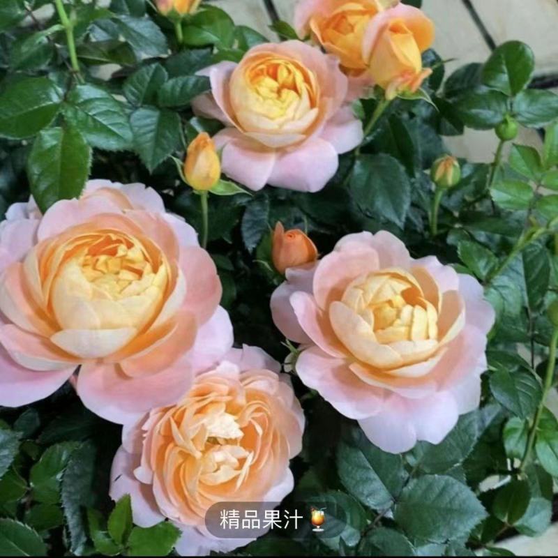 玫瑰花苗月季花苗四季开花蔷薇浓香型大花朵庭院室内外